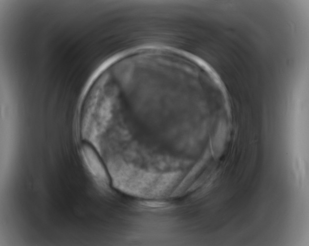 X0000085301295200703301952