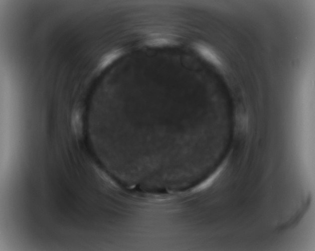 X0000085301305200703301951