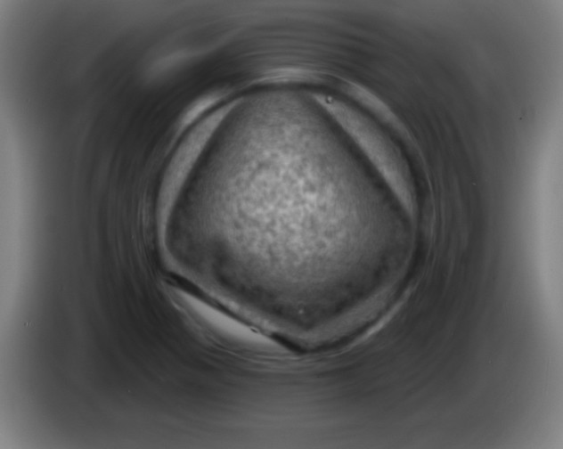 X0000085301321200703301951