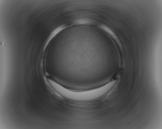 X0000085301330200703301951