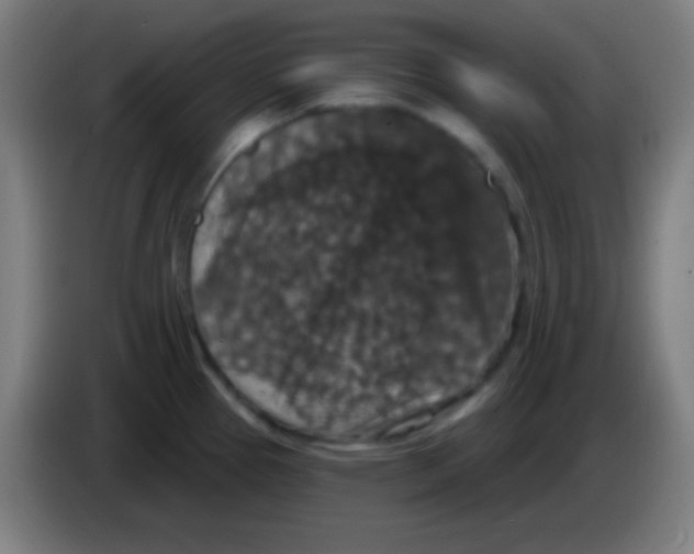 X0000085301337200703301952