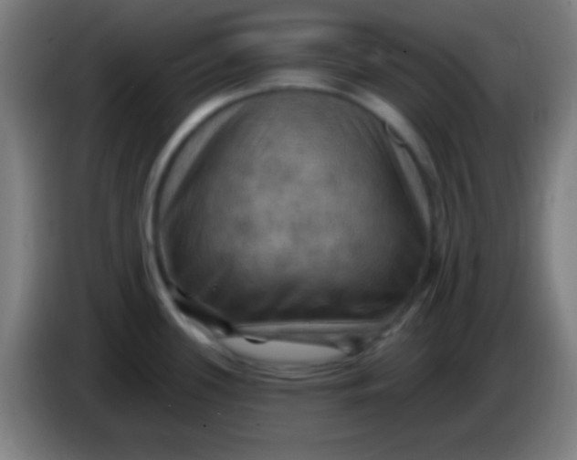 X0000085301339200703301952