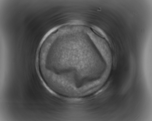 X0000085301387200703301950