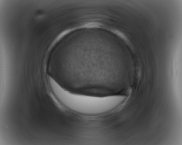 X0000085301422200703301950