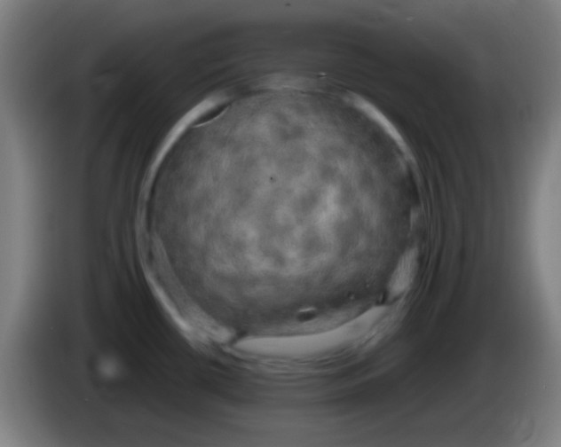 X0000085301434200703301950