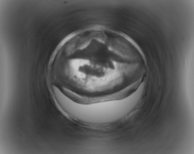 X0000085301437200703301950