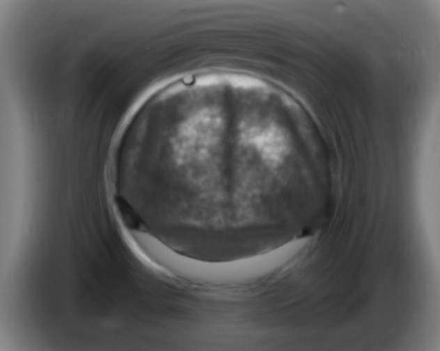 X0000085301531200703301949