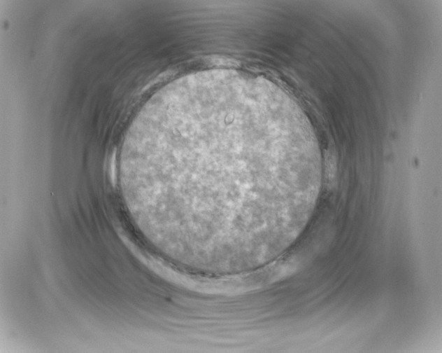 X0000085300028200704092309