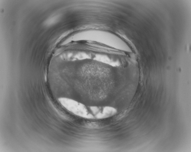 X0000085300062200704092308
