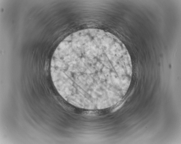 X0000085300082200704092308