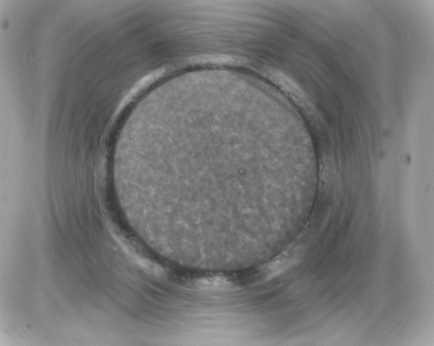 X0000085300112200704092308