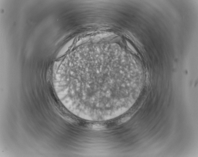 X0000085300165200704092307