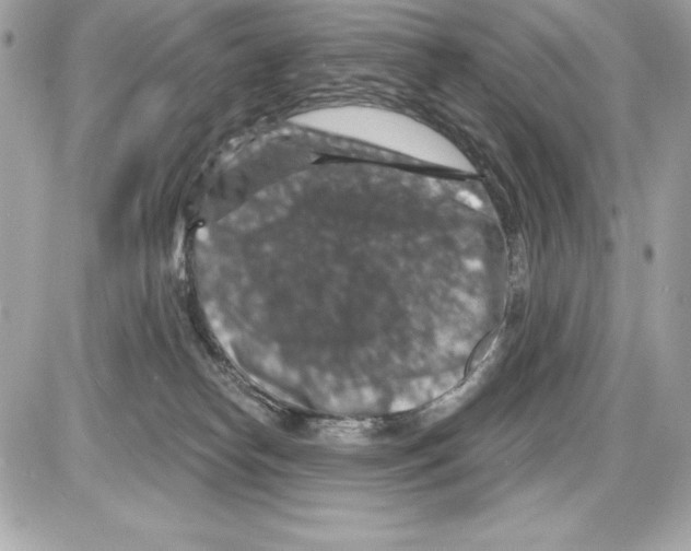 X0000085300182200704092307