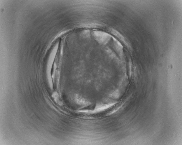 X0000085300203200704092306