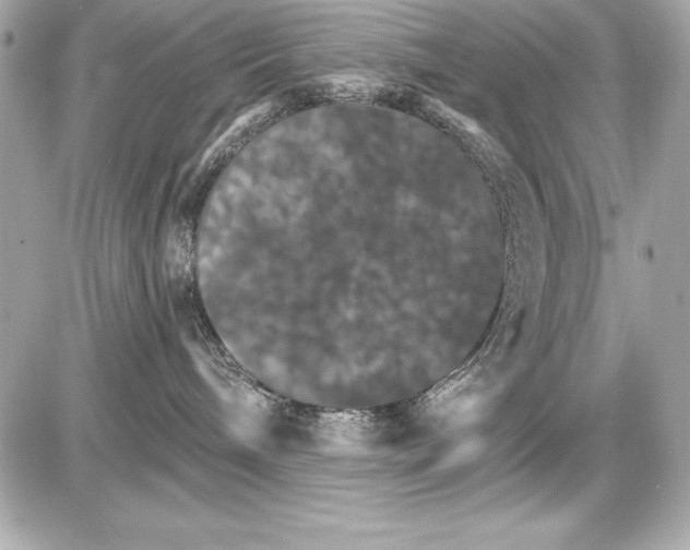 X0000085300240200704092305