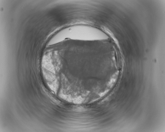X0000085300249200704092305