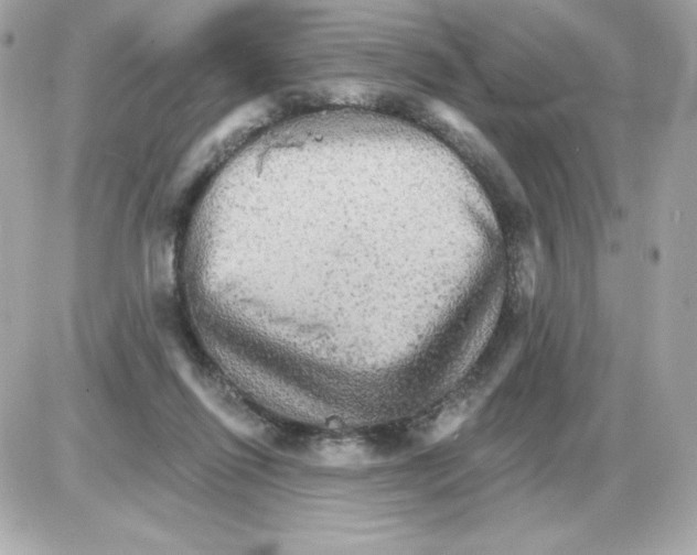 X0000085300262200704092305