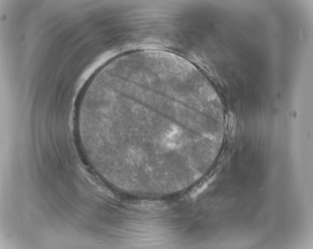X0000085300292200704092305