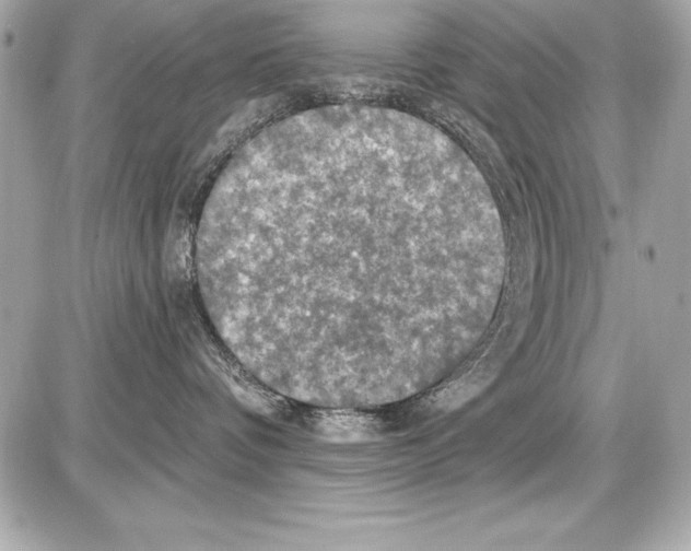 X0000085300336200704092304