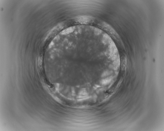 X0000085300365200704092304