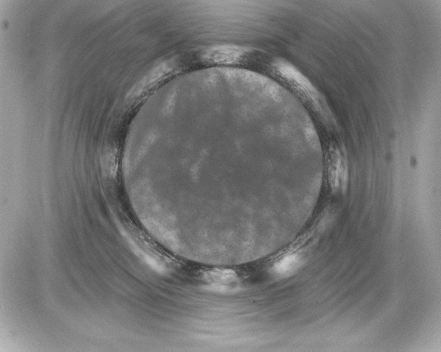 X0000085300374200704092304