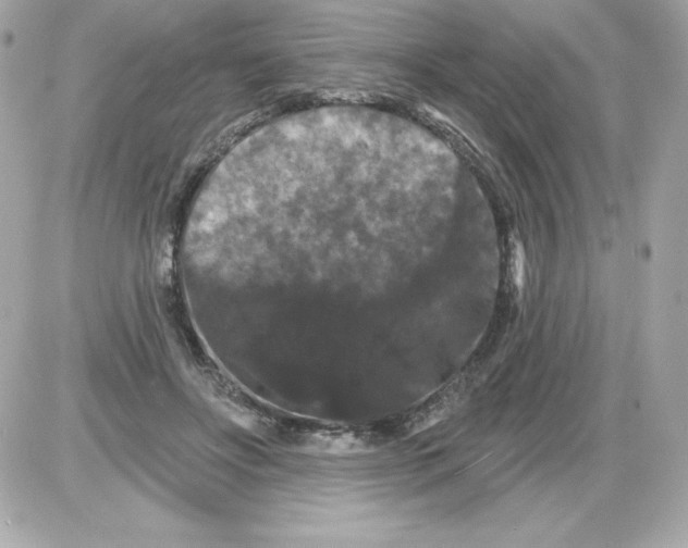 X0000085300502200704092301