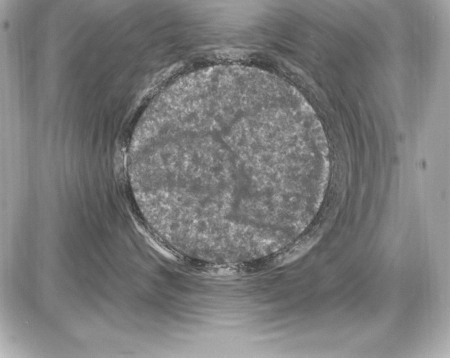 X0000085300624200704092259
