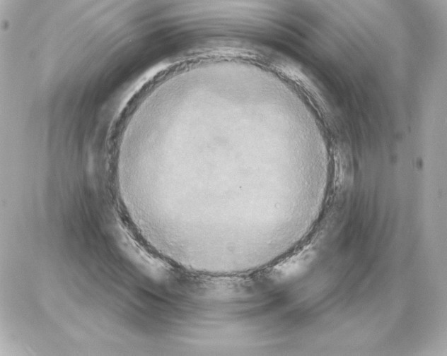 X0000085300828200704092255