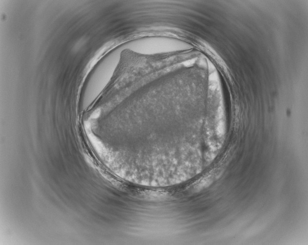 X0000085300994200704092253