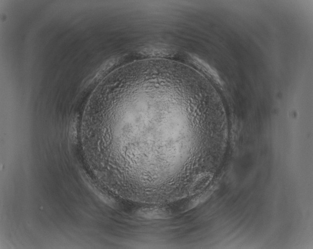 X0000085310065200703091456
