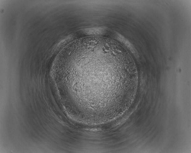 X0000085310161200703091455
