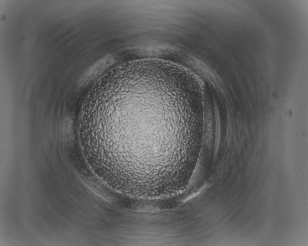 X0000085310258200703091453