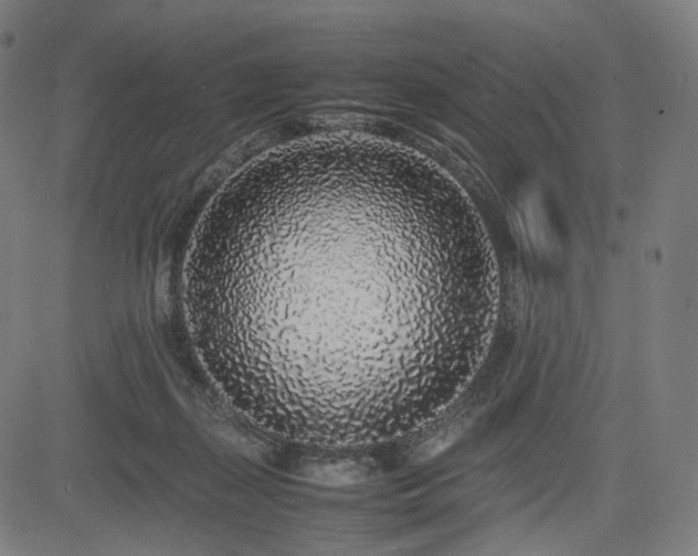 X0000085310267200703091453