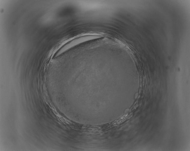 X0000085310337200703091451