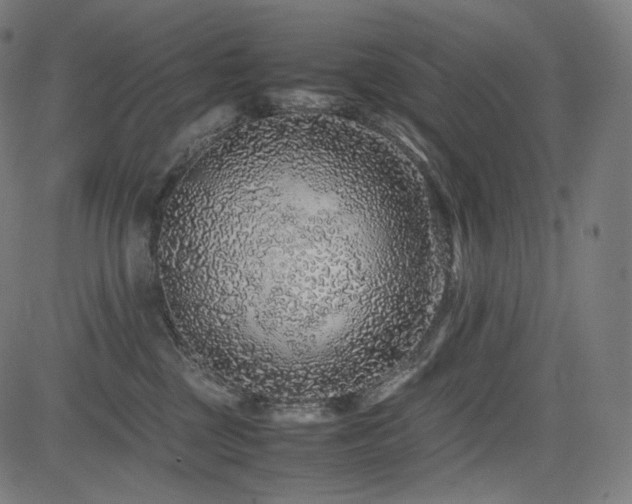X0000085310377200703091452