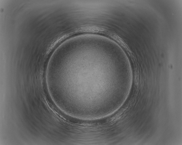 X0000085310434200703091450