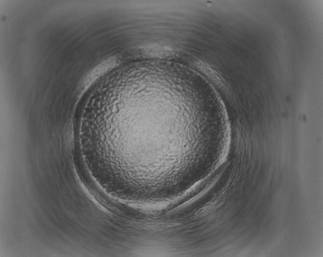 X0000085310630200703091446