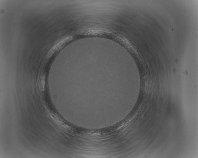 X0000085310640200703091447