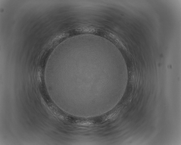 X0000085310643200703091447