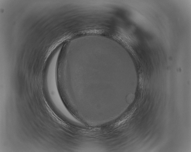 X0000085310725200703091445