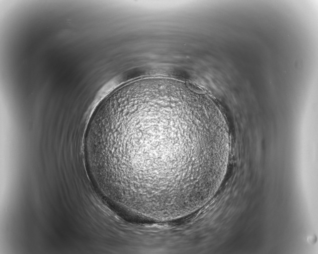 X0000085310099200703161459