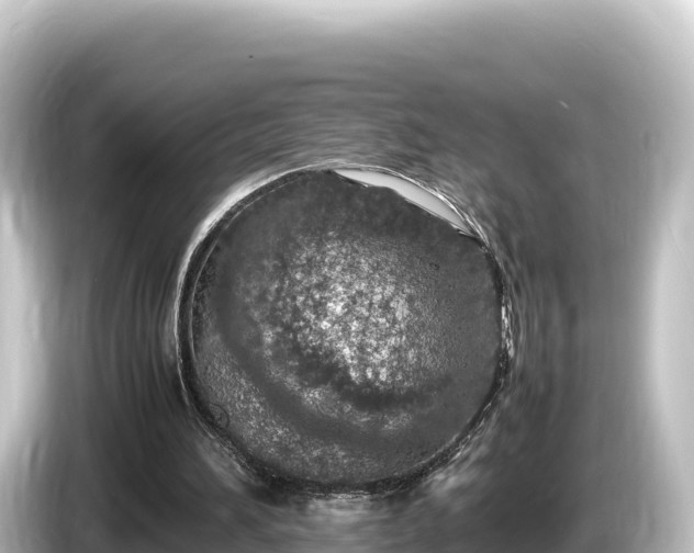 X0000085310196200703161458