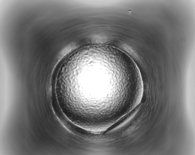 X0000085310630200703161452