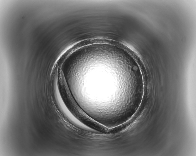 X0000085310925200703161449