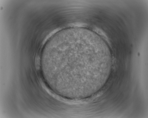 X0000085310012200703231935