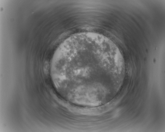 X0000085310036200703231935