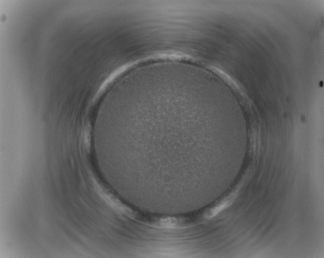 X0000085310064200703231934