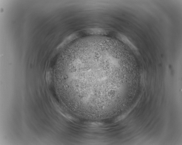 X0000085310165200703231933