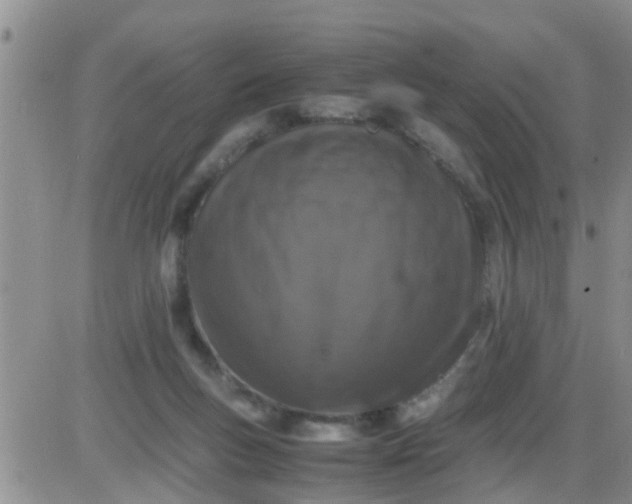 X0000085310167200703231933