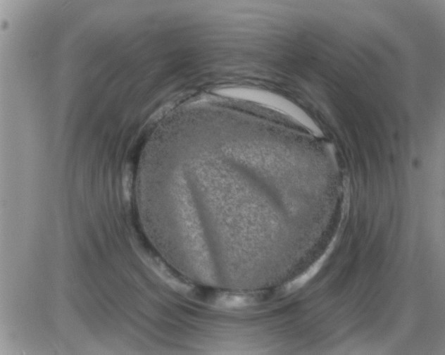 X0000085310174200703231933